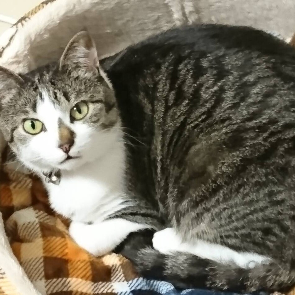 ミーちゃんのカバー写真