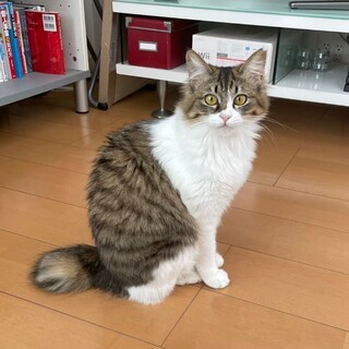 ふわふわ美人♡ツナちゃんです！