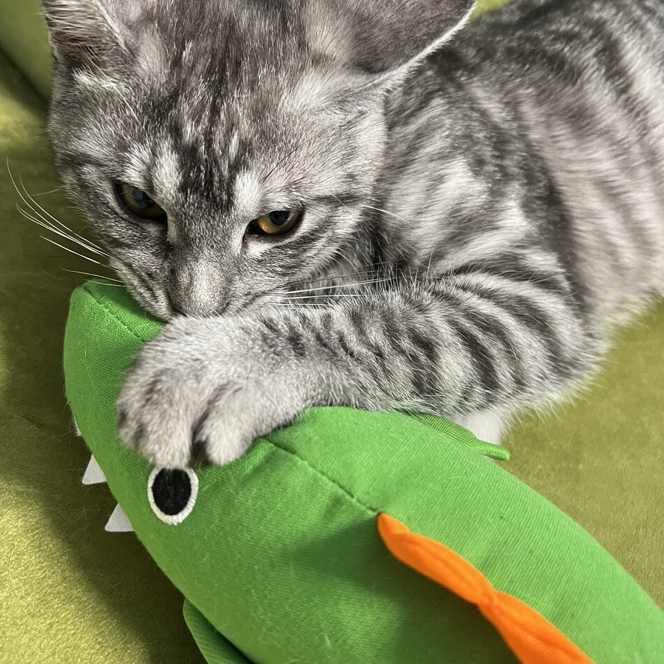 朔のカバー写真
