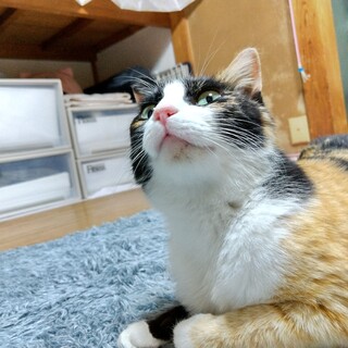 人懐っこい三毛猫  ねねちゃん 