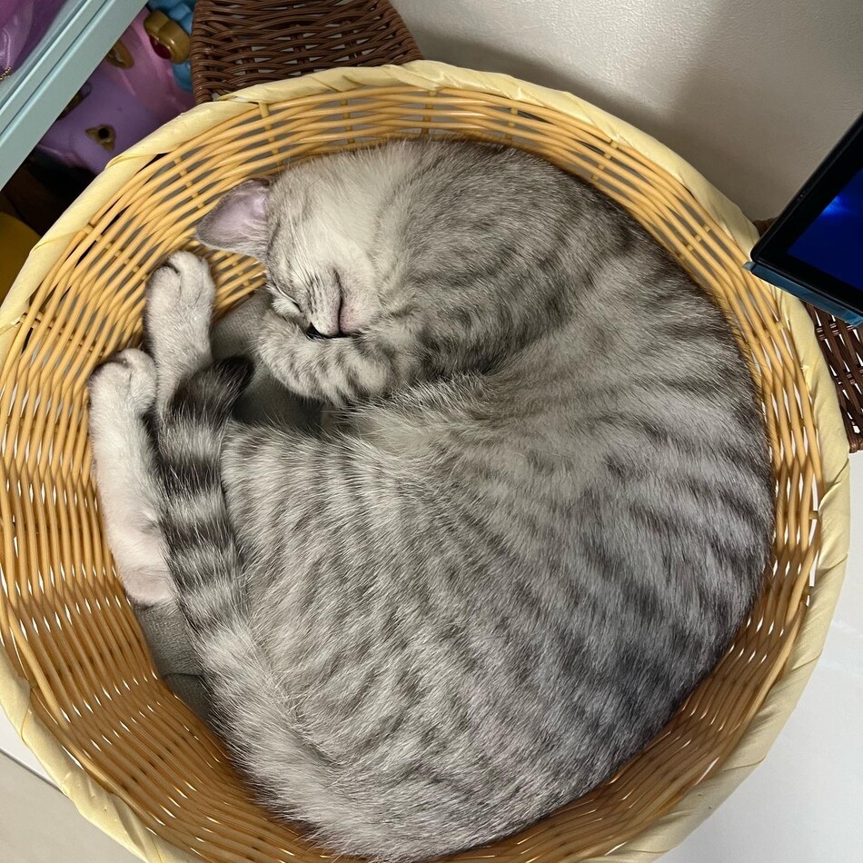 雪のカバー写真