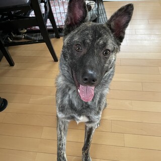 優しくて甘えん坊せいが❤️野犬にも家族を