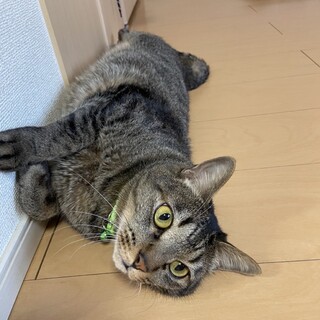 懐っこくて可愛いレオンくん