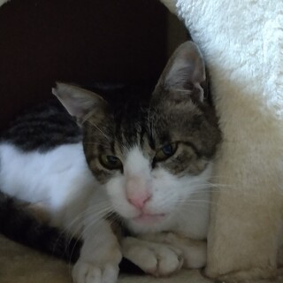 元気で食いしん坊なシニア猫 ドンちゃん