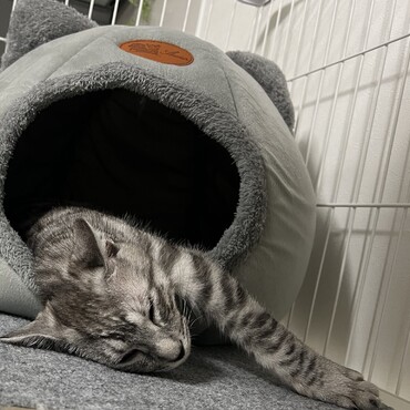 おうち