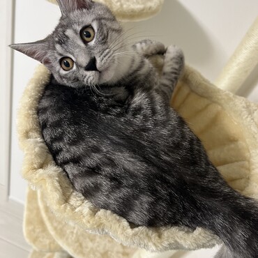 キャットタワー