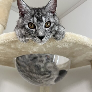 キャットタワー