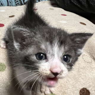 甘えん坊のかわい子ちゃん♡リップちゃん