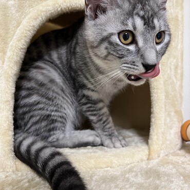 キャットタワー