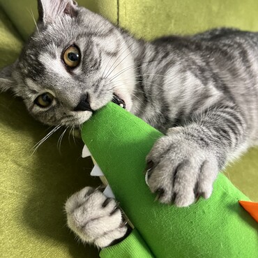 ワニ