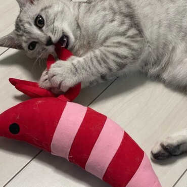 の写真