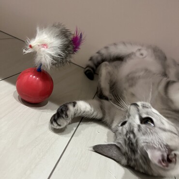 おもちゃに夢中