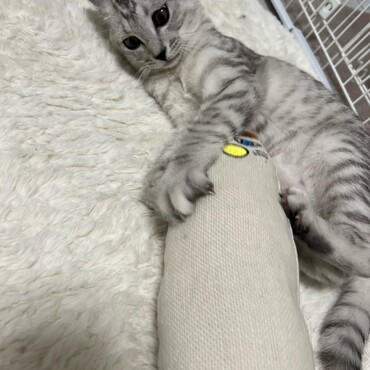 本気の顔