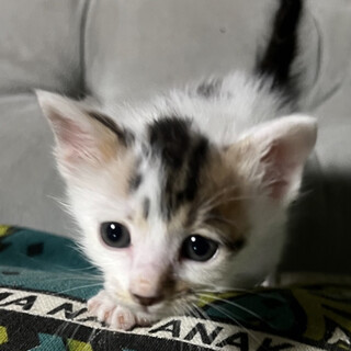 たれ目の甘えん坊☆元気なよもぎくん