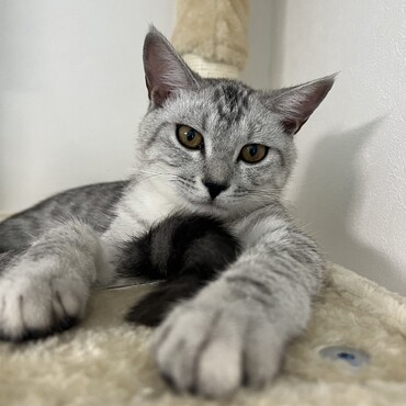 キャットタワー