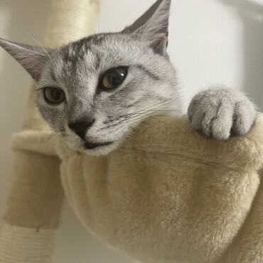 キャットタワー