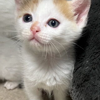かわいい三毛ちゃん♡ふんわりあんみつちゃん