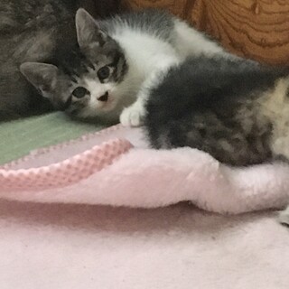 急募