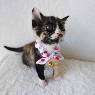 生後45日位　この桜吹雪、忘れたとは言わせねぇぞ！