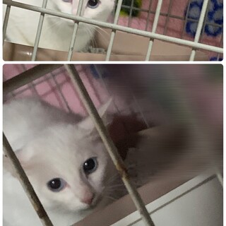 雑種の美猫です。