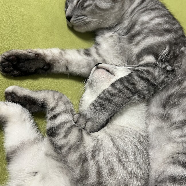 ちゃこもちのカバー写真