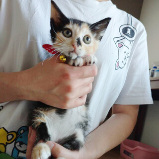 生後45日位　アーティスティックな映え三毛