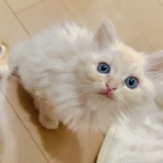 多頭飼育救助ママ出産★チンチラ長毛ビッグくん