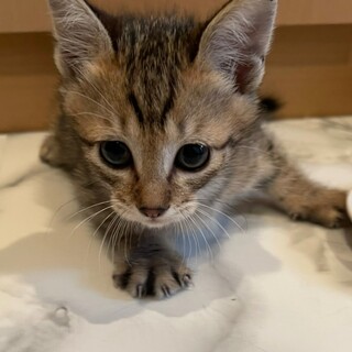 遊ぶの大好き♡ライチちゃん