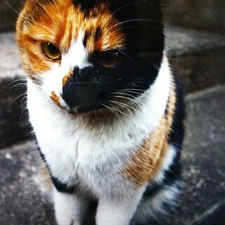 膝上大好き! 三毛のミケ子