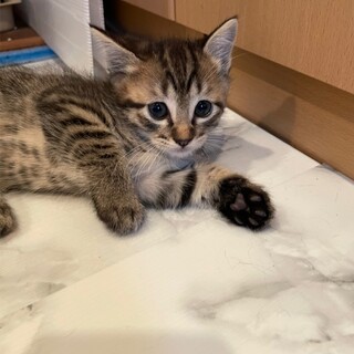 元気な男の子☆バンビくん