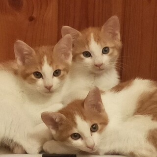 6/18㈯逆瀬川　譲渡会参加猫　ポテト