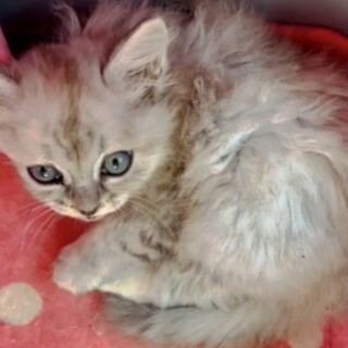 多頭飼育救助ママ出産★チンチラ長毛ベーグル