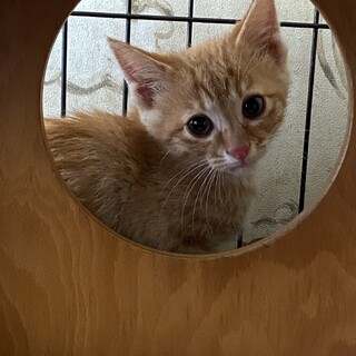 3ヶ月の茶トラの男の子