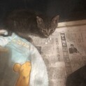 子猫をお願いします。