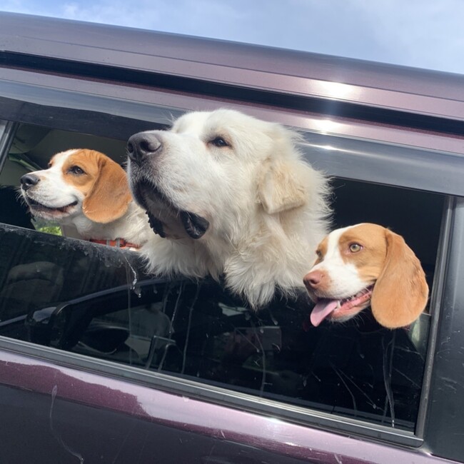 つてのカバー写真