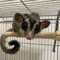 リオン君