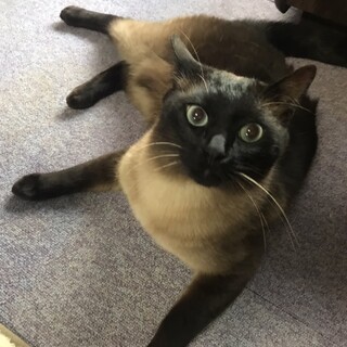 一時募集停止中　猫ちゃん里親募集中！