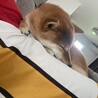 ミヤグニ