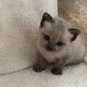 くりくりお目めの男の子です