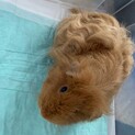 モルモット　メリノ　