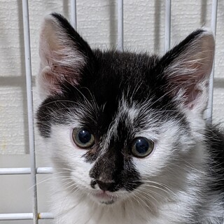 ユニークな模様の可愛いモッフモフ子猫ちゃん