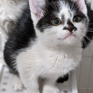 ユニークな模様の白黒美人さん!!