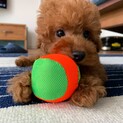 トイプードル仔犬4ヶ月目に入った所です