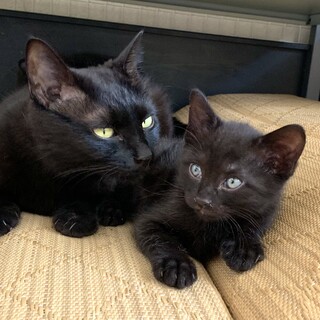 4/19生まれ かわいい 子猫 黒猫 オス 2匹