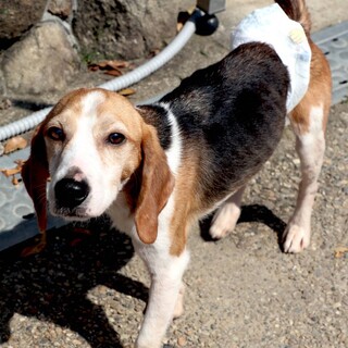 ビーグル　男の子　翔くん