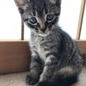 可愛すぎる甘えん坊キジトラ   瑛衣くん