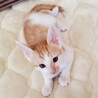 白茶◉ながたくん◉2ヶ月目前