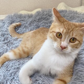 甘えん坊のれん君　誰か僕とずっと一緒にいてにゃ〜