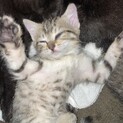 やんちゃで甘えん坊な子猫です！
