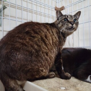 ワイルドな姿にきゅんです♡おっとりティガー♡